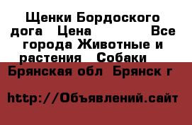 Щенки Бордоского дога › Цена ­ 60 000 - Все города Животные и растения » Собаки   . Брянская обл.,Брянск г.